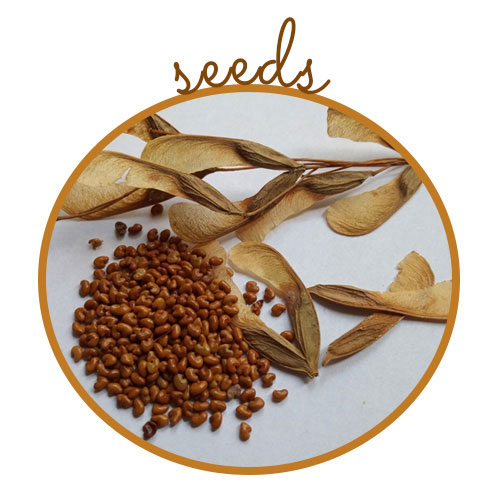 seeds used in Trees to Shores wall art & decor