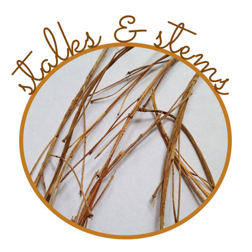 stalks and stems used in Trees to Shores wall art & decor